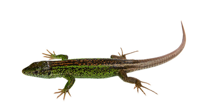Green and brown patterned common wall lizard with long tail