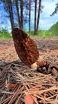 Wild edible morel mushroom with honeycomb cap growing among pine needles in a spring forest