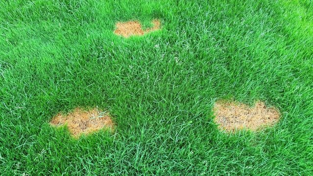 Brown patches on green grass lawn indicating fungal plant disease or overwatering in a backyard