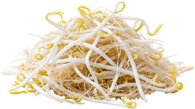 Fresh raw mung bean sprouts pile