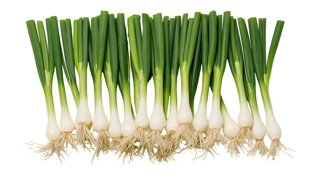 Fresh green spring onions with white bulbs and fibrous roots