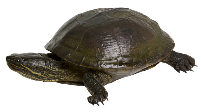 Dark brown freshwater turtle with yellow striped head and patterned shell