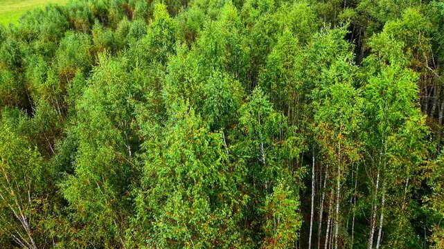 Lush green treetops with varied foliage texture and seasonal color shifts in sunlight