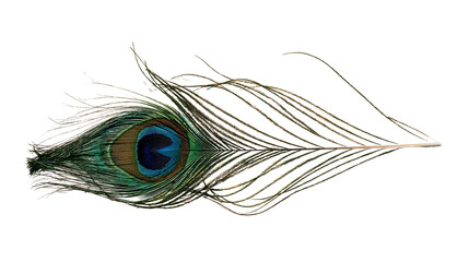 Iridescent peacock feather with vibrant blue and green eye pattern © Elvin