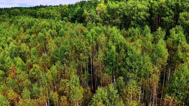 Aerial view of lush green forest canopies with vibrant seasonal foliage variations