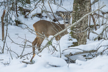 Male European roe deer (Capreolus capreolus) with velvet antlers looking out from behind a tree trunk in a snowy forest in Latvia. © Gatis