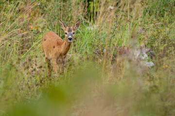 Male European roe deer (Capreolus capreolus) with a rare single spike antler standing alert in a grassy summer field in Latvia. © Gatis