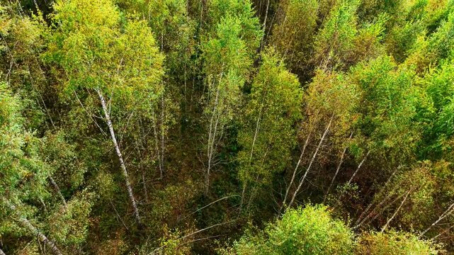 Dense green and golden foliage across the treetops in a vibrant autumn forest landscape