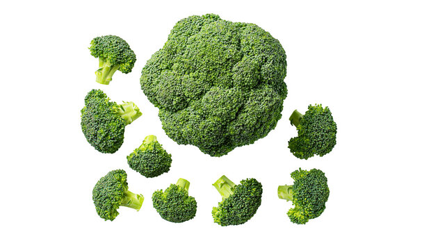 Fresh green broccoli head and several small florets arranged in a cluster