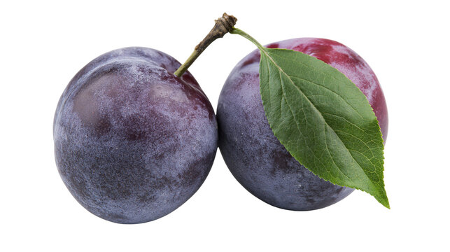 Two ripe purple plums with green leaf and stem