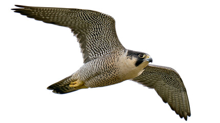 Peregrine falcon in flight with wings spread wide showing detailed plumage © Isolde