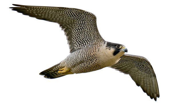 Peregrine falcon in flight with wings spread wide showing detailed plumage