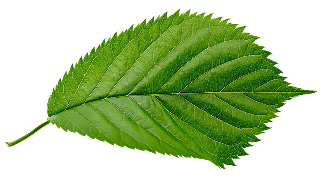 Vibrant green serrated elm leaf with visible veins and pointed tip