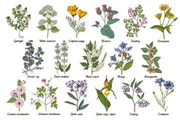 Naklejka premium Herbs hand drawn set in vintage style