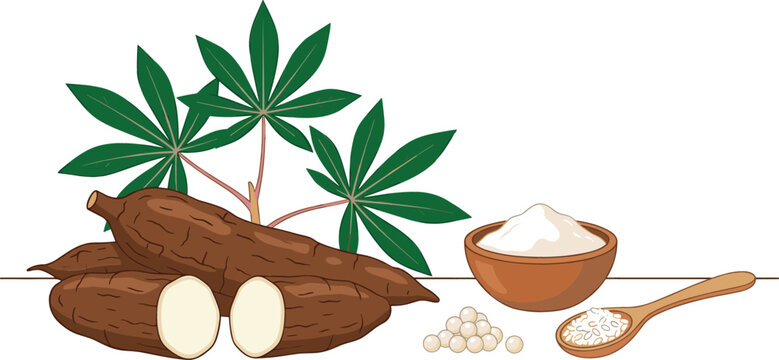Fresh Cassava Root Vector Element Set with Whole and Cut Mandioca Tubers, Botanical Leaves, Tapioca Flour Bowl, and Starch Pearls in Wooden Spoon