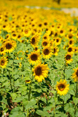 Fototapeta premium Dense blooming sunflower field under bright summer daylight in rural farmland
