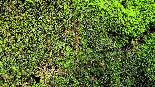 Green moss texture surface shifting smoothly for eco spa brand video background shot in 4K slow motion loop