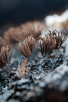 Hongos del g&eacute;nero Stemonitis 