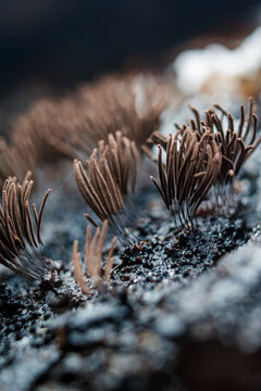 Hongos del g&eacute;nero Stemonitis 