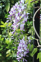 glycine (Wisteria) © Xi