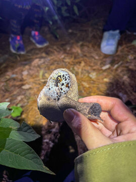 Gutaci&oacute;n en hongo Boletus 