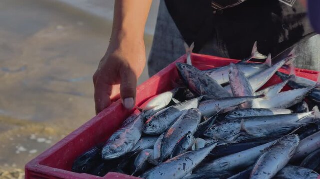 Authentic close-up of a local vendor holding a red plastic crate filled with fresh small tuna in front of a customer at a morning coastal fish market