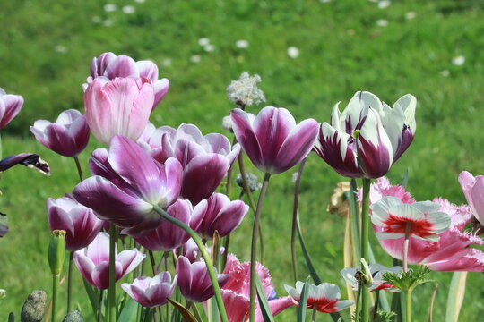Paris - Jardin des Plantes 