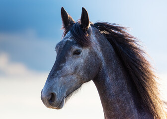 Horse Head Shot © Ewald Fröch
