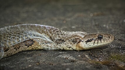 Obraz premium A close-up of a brown snake mid-shed, partially encased in its translucent discarded skin on a rock surface