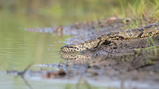 Large patterned python drinking at a muddy riverbank, head low with clear reflection in calm water