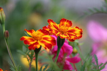 Fototapeta premium Yellow-red marigold flowers against the bright green backdrop of a summer garden. The blossoms resemble carnations. Colorful floral background. Gardening. Plant. Close-up of summer flowers. Marigolds.