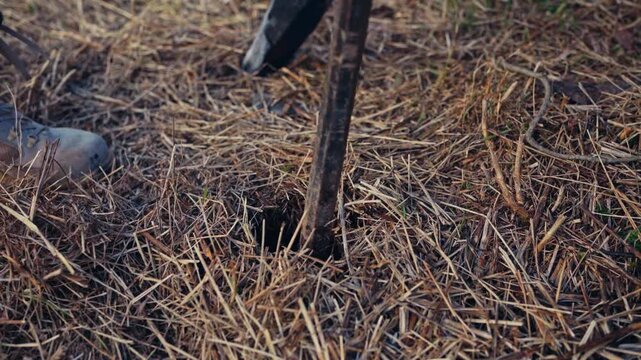 Dry straw or hay on a Norwegian farm with a dark hole being probed by a tool, showing agricultural material and farm work