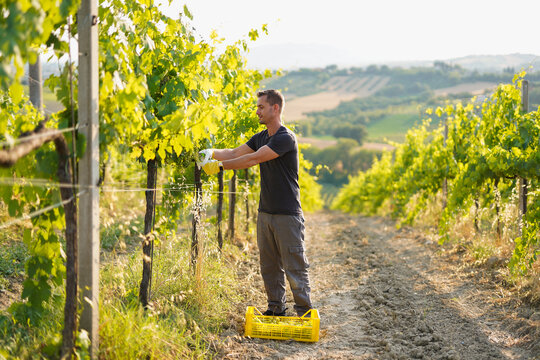 Happy young man harvesting grape for organic wine production - Small business, vineyard and lifestyle concept