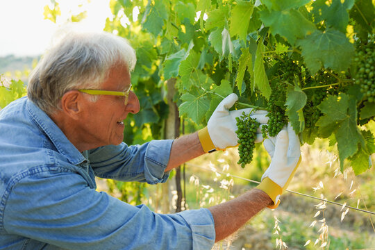 Happy senior man control organic grapes for wine production - Small business, vineyard and elderly person concept
