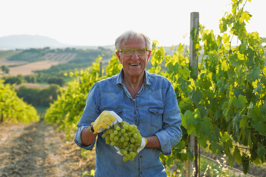Happy senior man holding organic grapes and smiling on camera during harvest time - Wine production, small business and elderly person concept
