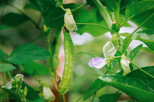 Winged bean plant growing in a lush environment