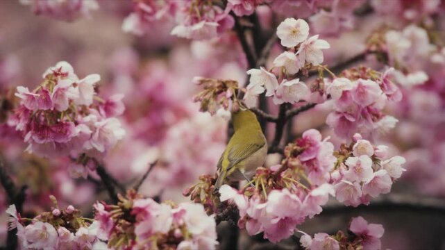 A Japanese white-eye bird perches among pink and white cherry blossoms along the Itokawa River in Atami, Japan.