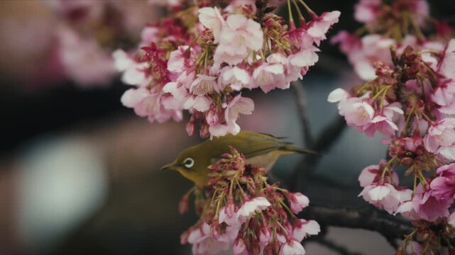 Close-up of a Japanese white-eye bird feeding among pink cherry blossoms along the Itokawa River in Atami, Japan.