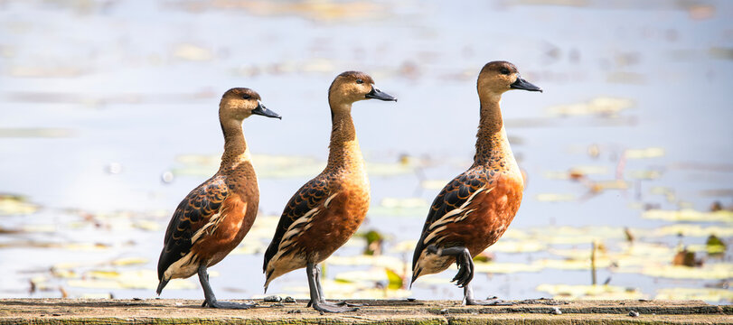 Wandering Whistling Duck