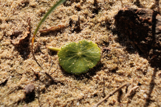New life arising at the beach
