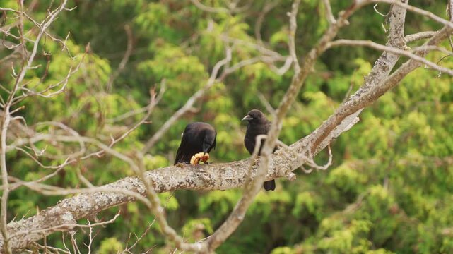 Static telephoto view shows two crows perched as one eats orange fruit