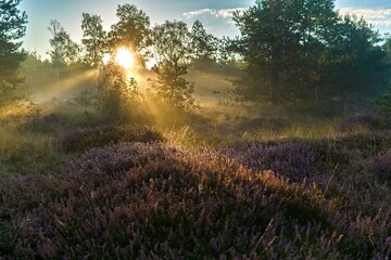 promienie słońca oświetlające wrzosowisko © pinus25