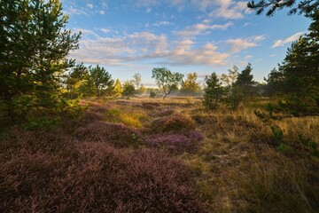 wrzosowiso w mglisty poranek © pinus25
