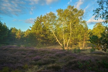 wrzosowiso w mglisty poranek © pinus25