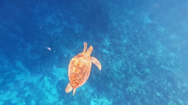 Underwater Top Down Shot of Sea Turtle Swimming in Deep Blue Ocean Water