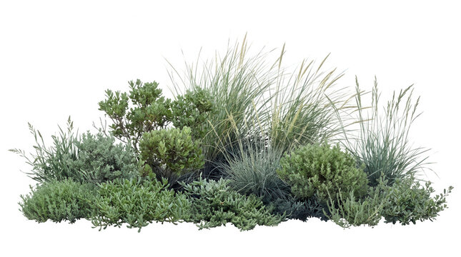 Un arrangement d&eacute;coratif de plantes ornementales, herbes hautes et arbustes verts isol&eacute;s sur un fond blanc pur, parfait pour l'int&eacute;gration paysag&egrave;re et le design architectural en ext&eacute;rieur.