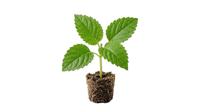 Young Green Plant Seedling in Soil Root Ball Isolated on White Background. Fresh Sapling Growth Nature Vector Illustration