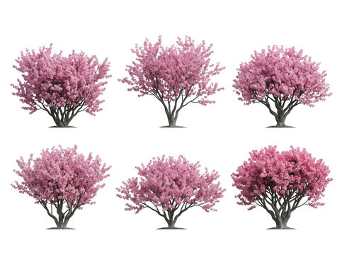 Ensemble de six arbres en fleurs avec des p&eacute;tales roses vibrants isol&eacute;s sur un fond blanc pur, parfaits pour l'am&eacute;nagement paysager, l'architecture de jardin et les projets de conception graphique.