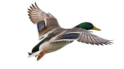 Obraz premium Male mallard duck in flight with green head and brown wings