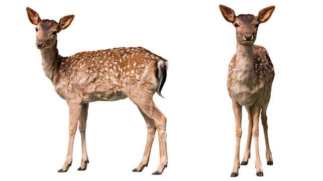 Young fallow deer standing in side and front profile views